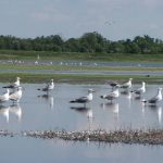 Міжнародний День спостережень за весняними міграціями птахів