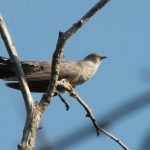 Міжнародний День спостережень за весняними міграціями птахів